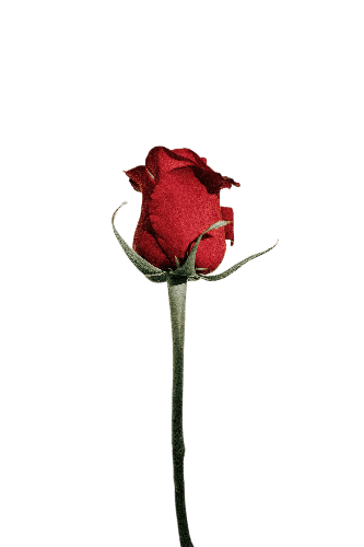 a rose